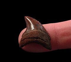 Ultra rare Trigonotodus serratus  tooth for sale | Buried Treasure Fossils. One of the rarest shark species to source.     