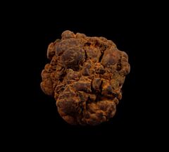 Real Coprolites for sale |: Buried Treasure Fossils