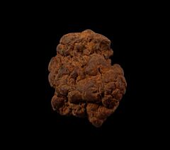 Real Coprolites for sale |: Buried Treasure Fossils