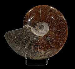 Cleoniceras ammonite | Buried Treasure Fossils