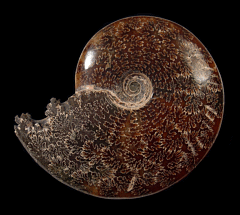 Large polished Cleoniceras ammonite for sale | Buried Treasure Fossils