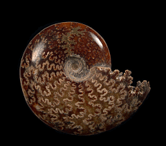 Madagascar ammonite for sale | Buried Treasure Fossils