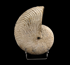 Large Nautiloid ammonite for sale | Buried Treasure Fossils