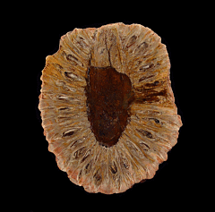 Araucaria cone polished half for sale | Buried Treasure Fossils