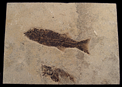 Mioplosus labracoides fossil fish for sale | Buried Treasure Fossils