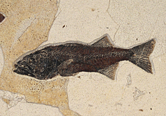 Mioplosus labracoides fossil fish for sale | Buried Treasure Fossils