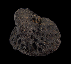 Alligator scute fossil from Northern Florida | Buried Treasure Fossils