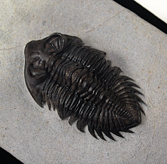 Coltraneia oufatenensis trilobite from Morocco