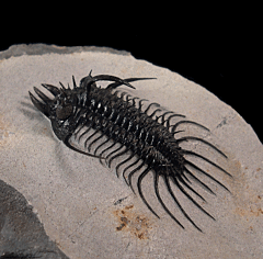 Quadrops flexuosa trilobite | Buried Treasure Fossils