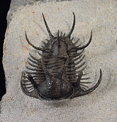 Ceretarges trilobite | Buried Treasure Fossils