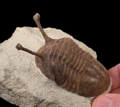 Russian Asaphus trilobite for sale | Buried Treasure Fossils 