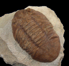 Russian Asaphus trilobite for sale | Buried Treasure Fossils 