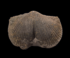 Pyritized Devonian brachiopod for sale | Buried Treasure Fossils