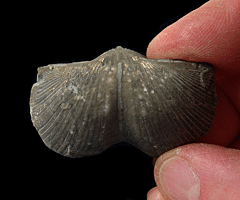 Pyritized Devonian brachiopod for sale | Buried Treasure Fossils