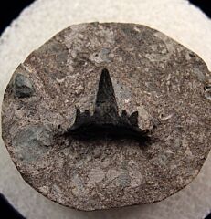 Excellent Symmorium reniforme tooth for sale | Buried Treasure Fossils