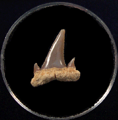 Argentine Carcharoides totuserratus tooth for sale | Buried Treasure Fossils