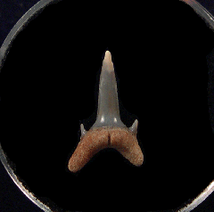 Rare Carcharoides totuserratus tooth for sale | Buried Treasure Fossils