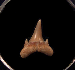 Serrated Carcharoides totuserratus tooth for sale | Buried Treasure Fossils