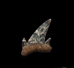 Rare Carcharoides totuserratus tooth | Buried Treasure Fossils