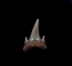 Serrated Carcharoides totuserratus tooth | Buried Treasure Fossils