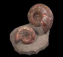 Cleoniceras ammonite | Buried Treasure Fossils