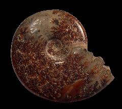 Hyphantoceras oshimai ammonite | Buried Treasure Fossils