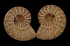 Hyphantoceras oshimai ammonite | Buried Treasure Fossils