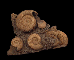 Dactylioceras ammonite cluster | Buried Treasure Fossils