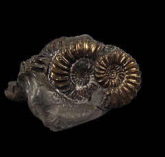 Plenoceras ammonite cluster | Buried Treasure Fossils