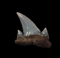 Carcharoides totuserratus shark tooth - Australia | Buried Treasure Fossils