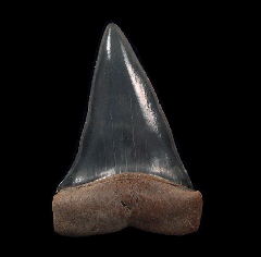 Carcharodon hastalis tooth - Australia | Buried Treasure Fossils