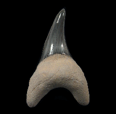 Parotodus benedeni tooth - Australia | Buried Treasure Fossils