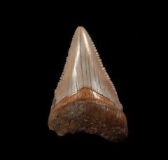 Austrian Megalodon tooth | Buried Treasure Fossils