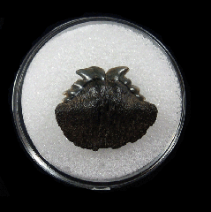 Belgium Notorynchus primigenius lower jaw tooth | Buried Treasure Fossils