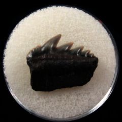 Belgium Notorynchus primigenius tooth | Buried Treasure Fossils