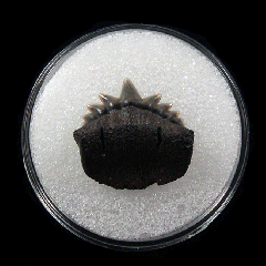 Belgium Notorynchus primigenius symphyseal tooth | Buried Treasure Fossils