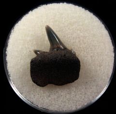 Belgium Cow shark tooth | Buried Treasure Fossils