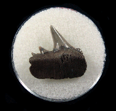 Hexanchus gigas tooth - Belgium | Buried Treasure Fossils