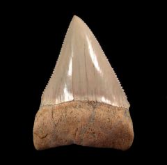 Extra Large Chile Great White shark tooth for sale | Buried Treasure Fossils