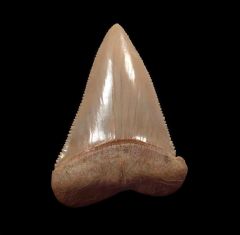 Extra Large Chile Great White shark tooth for sale | Buried Treasure Fossils