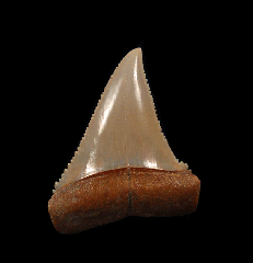 Large fossil Great White juvenile shark tooth | Buried Treasure Fossils