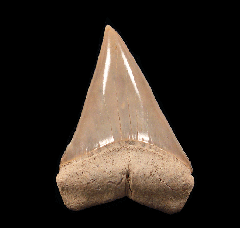 Chilean Carcharodon hubbelli tooth for sale | Buried Treasure Fossils