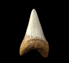 Perfect Chilean Great White shark tooth for sale | Buried Treasure Fossils