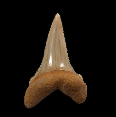 Carcharodon carcharias - Juvenile      