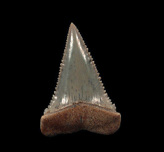 Carcharodon carcharias - Juvenile      