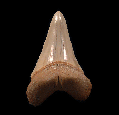 Great White shark tooth for sale with bite marks | Buried Treasure Fossils