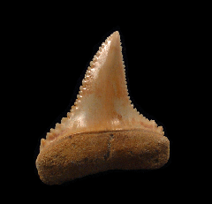 Carcharodon carcharias - Juvenile      