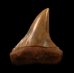 Chilean Carcharodon hubbelli tooth for sale | Buried Treasure Fossils