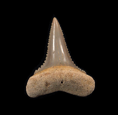 Carcharodon carcharias - Juvenile      