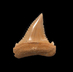 Carcharodon carcharias - Juvenile      